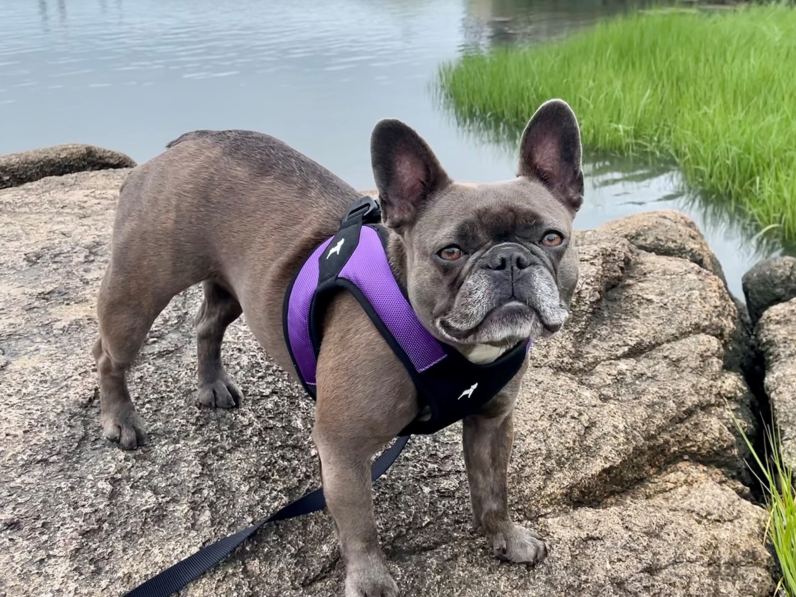 Gooby Escape Free Easy Fit harness side view demonstrates secure chest fit for escape-prone pups.