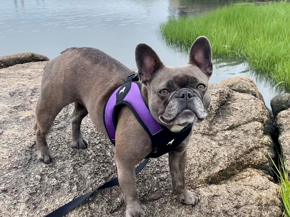 Gooby Escape Free Easy Fit harness side view demonstrates secure chest fit for escape-prone pups.