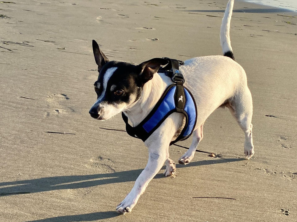 Gooby Escape Free blue harness ideal for dogs up to 35 pounds.