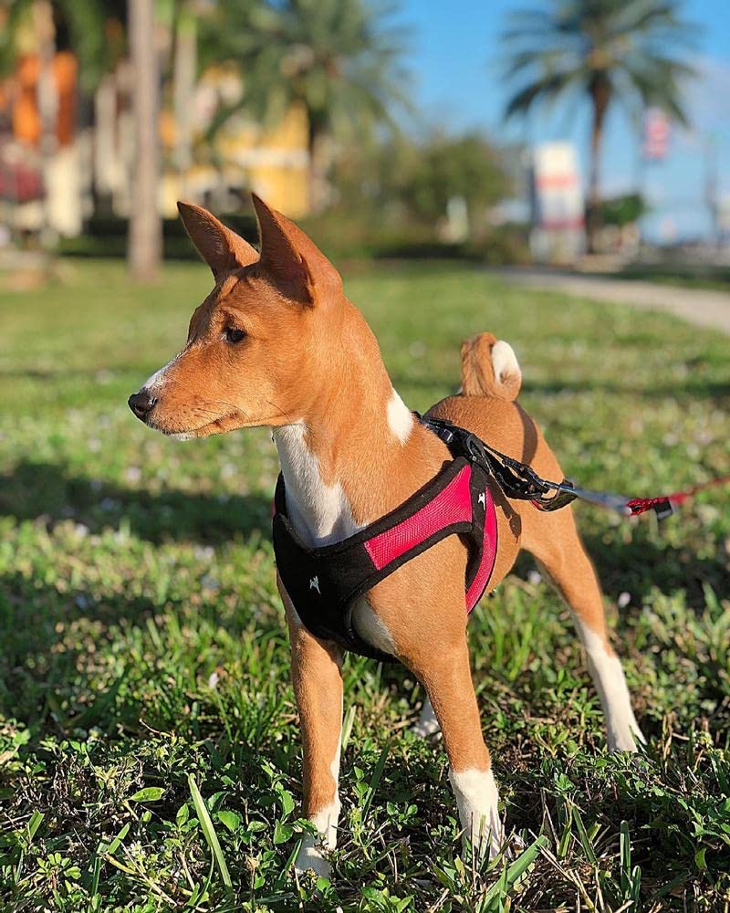 Gooby machine-washable red harness ready for easy cleaning after walks.