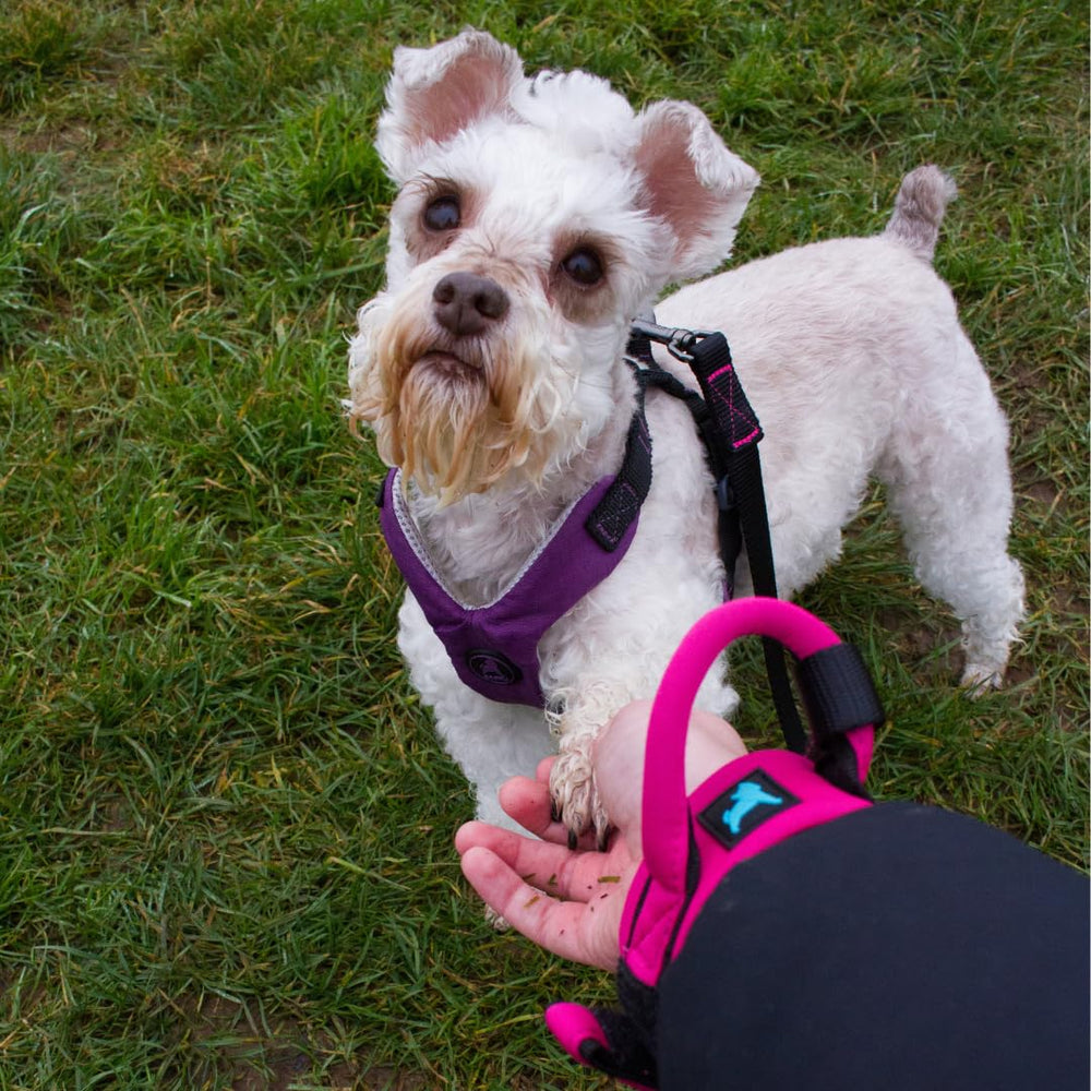 Gooby neoprene wrist band in a park walk scene for comfortable control.