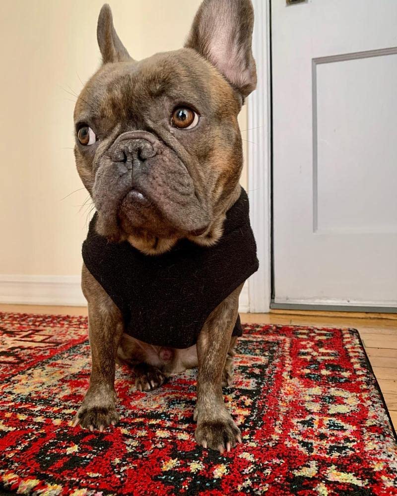 Gooby Stretch Fleece Vest fitting a mini pig shows versatile sizing for unique pets