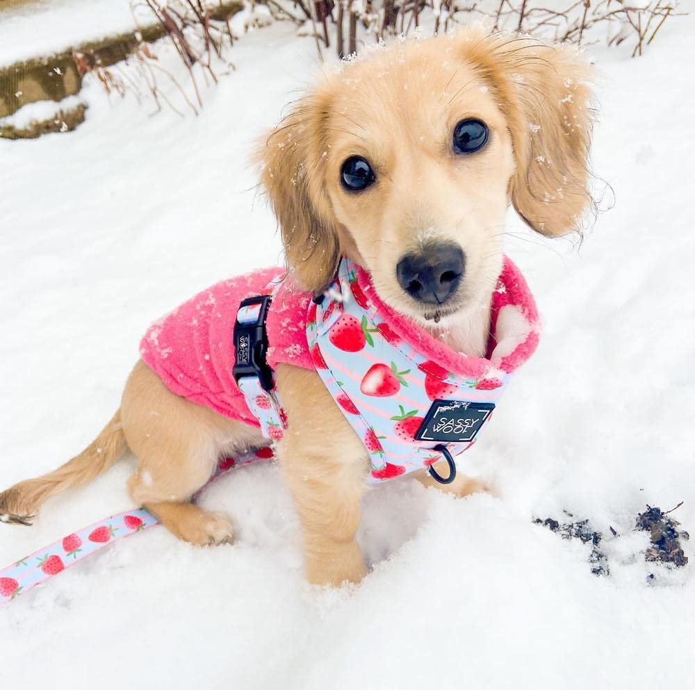 Gooby stretch fleece vest pink dog on walk stays comfortable outdoors.