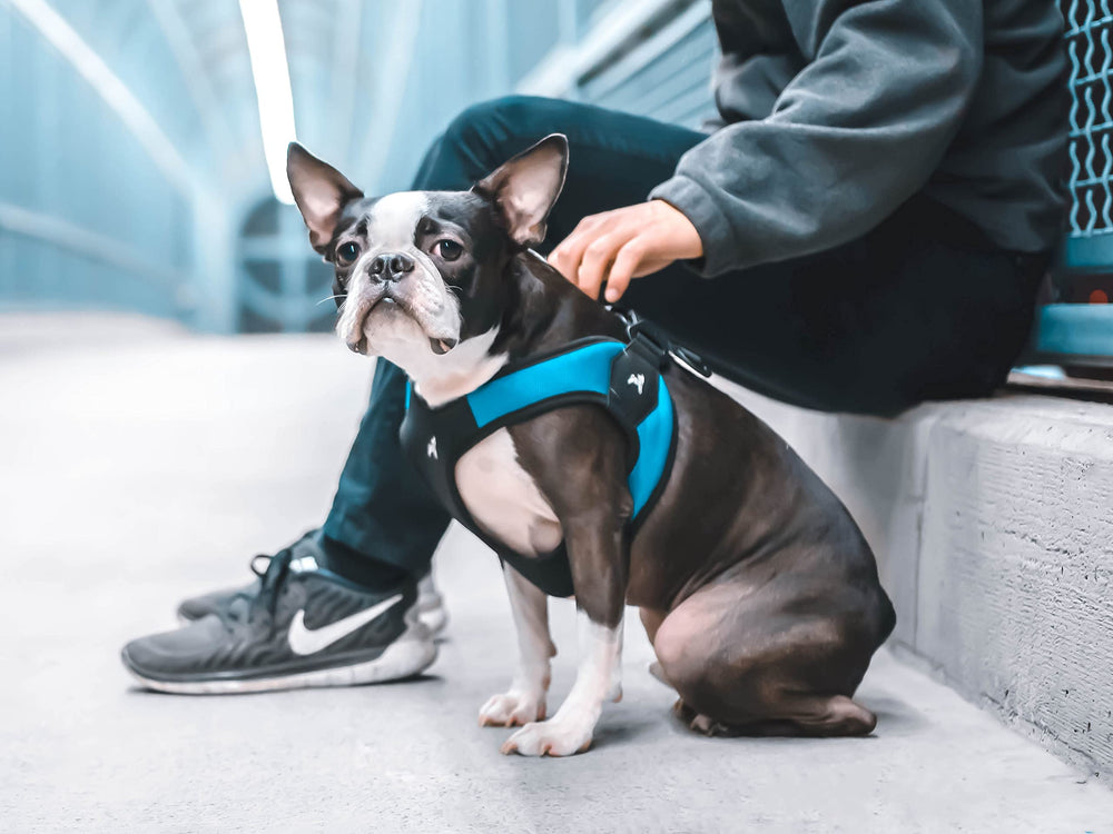 Gooby turquoise x-small easy fit harness on a small dog outdoors
