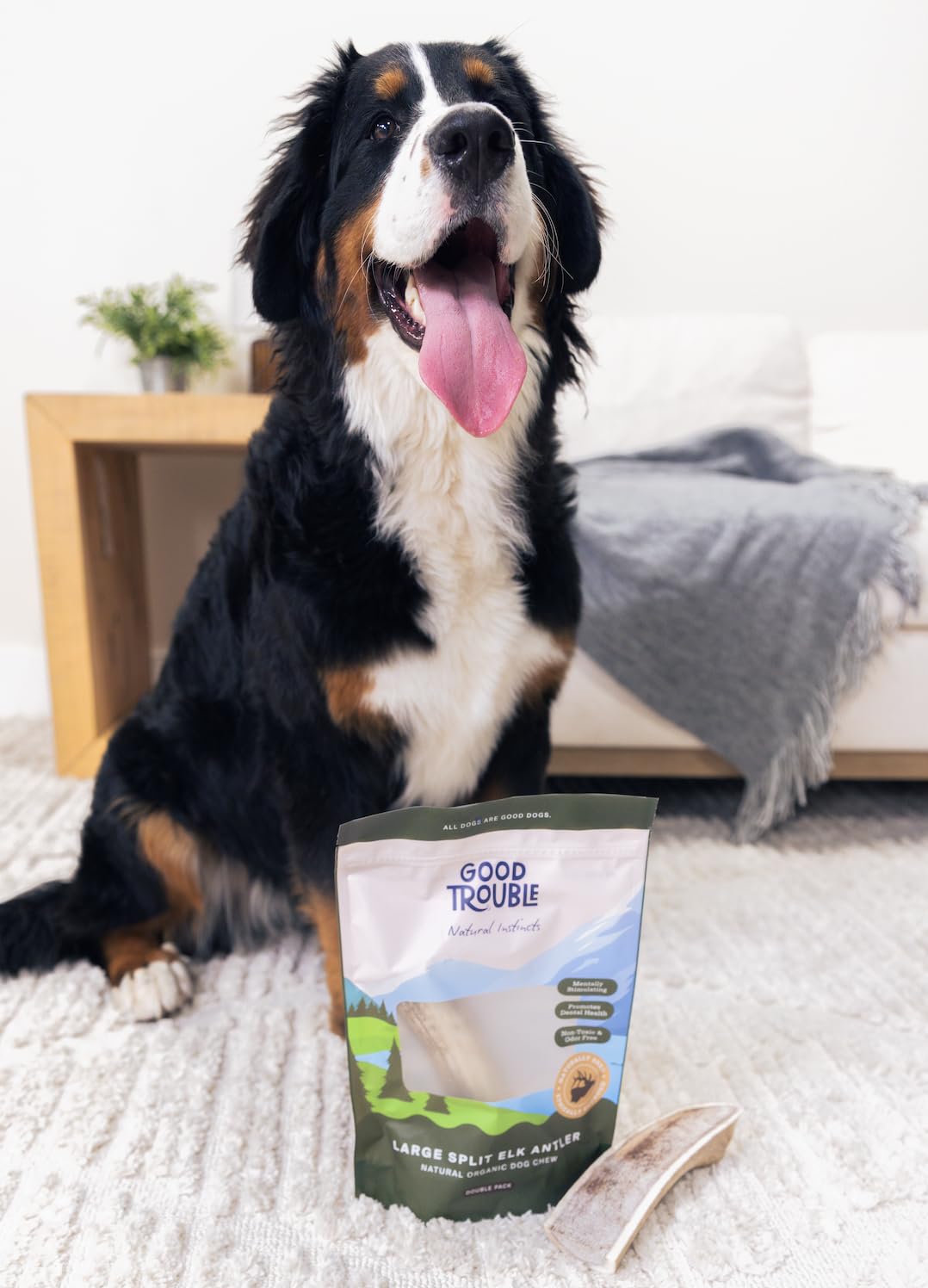 Good Trouble elk antlers long-lasting entertainment for dogs during playtime.