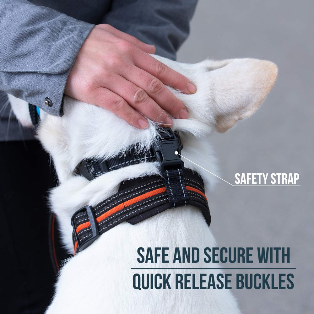 GoodBoy head halter reflective stitching image illustrates enhanced visibility during evening walks