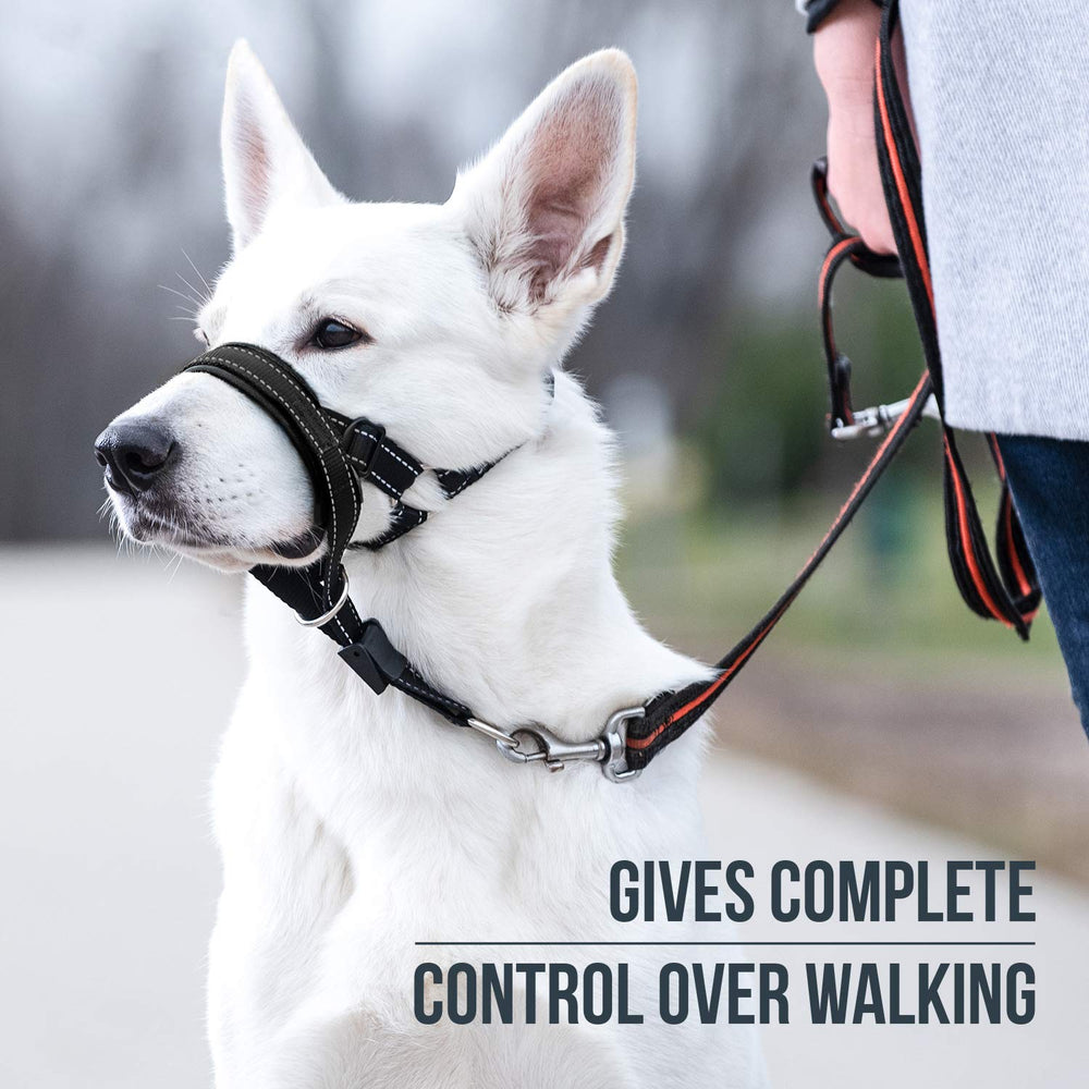 GoodBoy head halter safety strap feature shown for added leash security