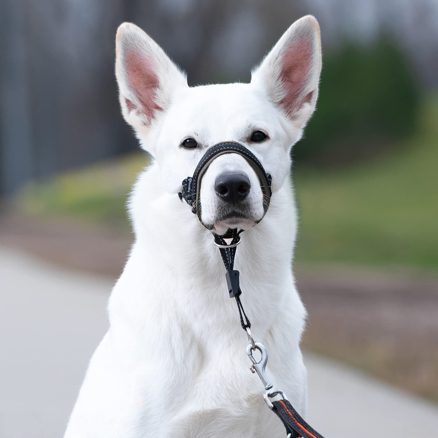 GoodBoy head halter warranty badge communicates one-year coverage and peace of mind