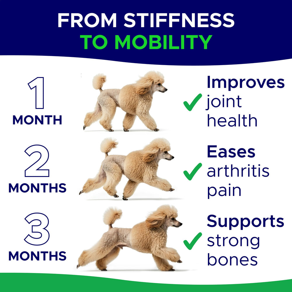 GOODGROWLIES glucosamine dog large-breed running demonstrates improved mobility