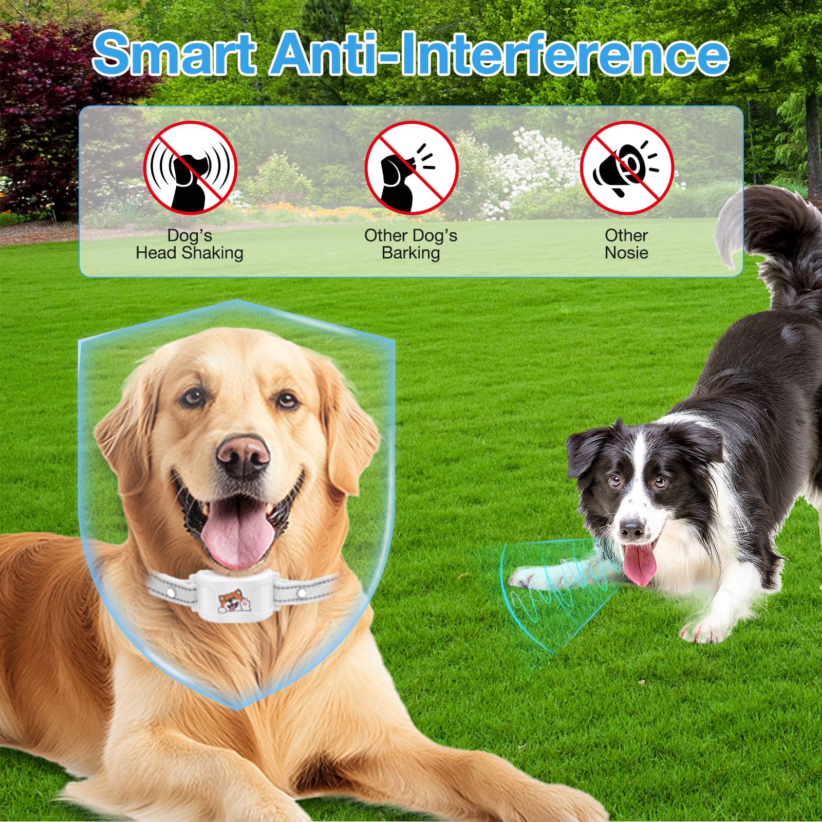 GooSmleye dog wearing collar in park with safe boundary.