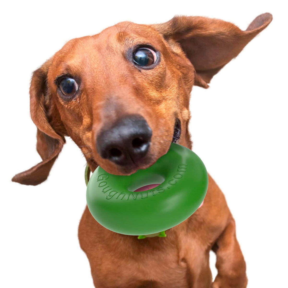 Goughnuts rubber dog chew toy med .75 green ring closeup, showcasing tough rubber for aggressive chewers