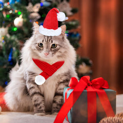 Goyoswa cat Christmas outfit scarf-pompom detail emphasizes festive style and warmth.