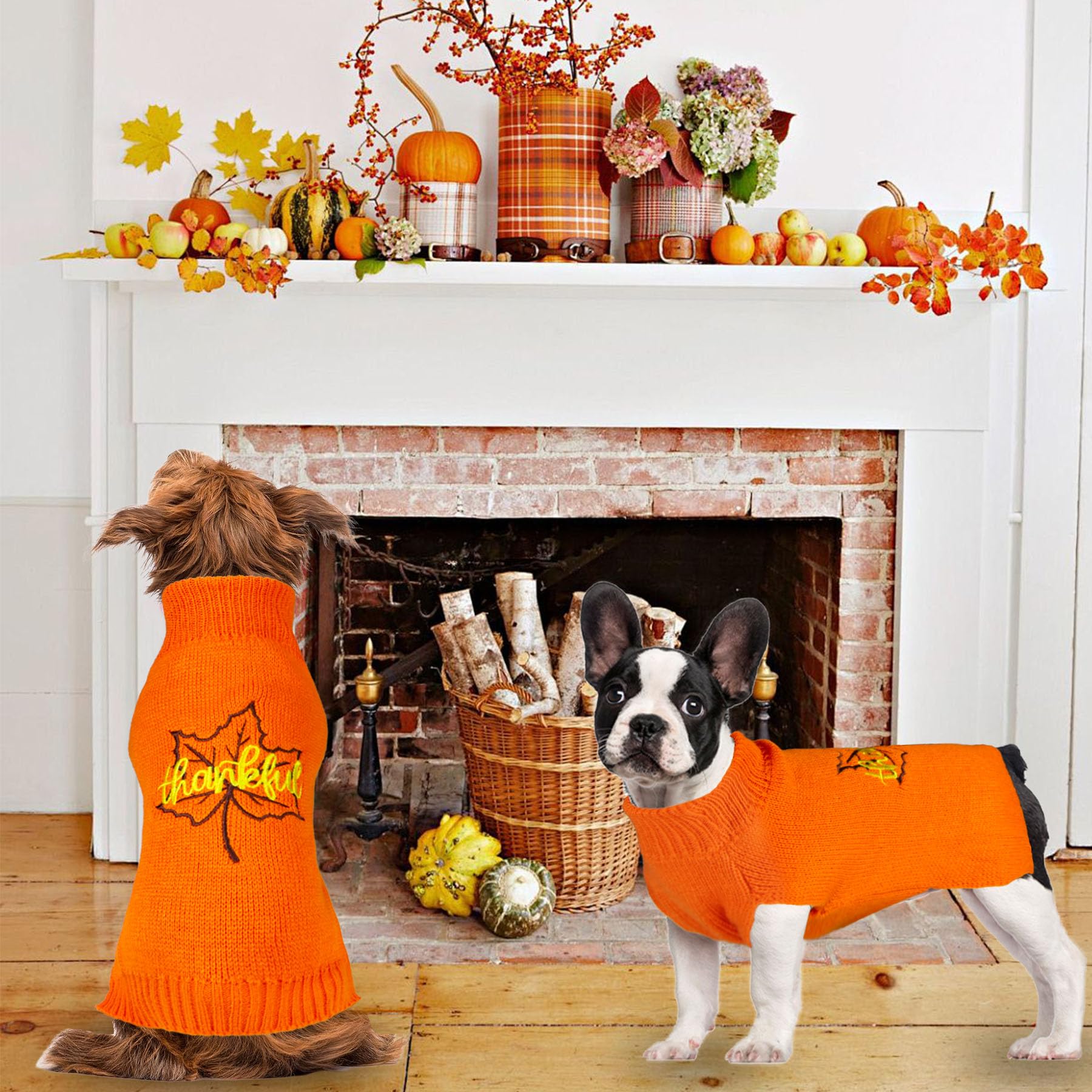 GOYOSWA dog wearing sweater during holiday photoshoot.