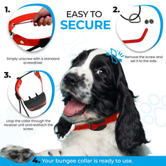 Gracie To The Rescue bungee design reduces tugging during training sessions.
