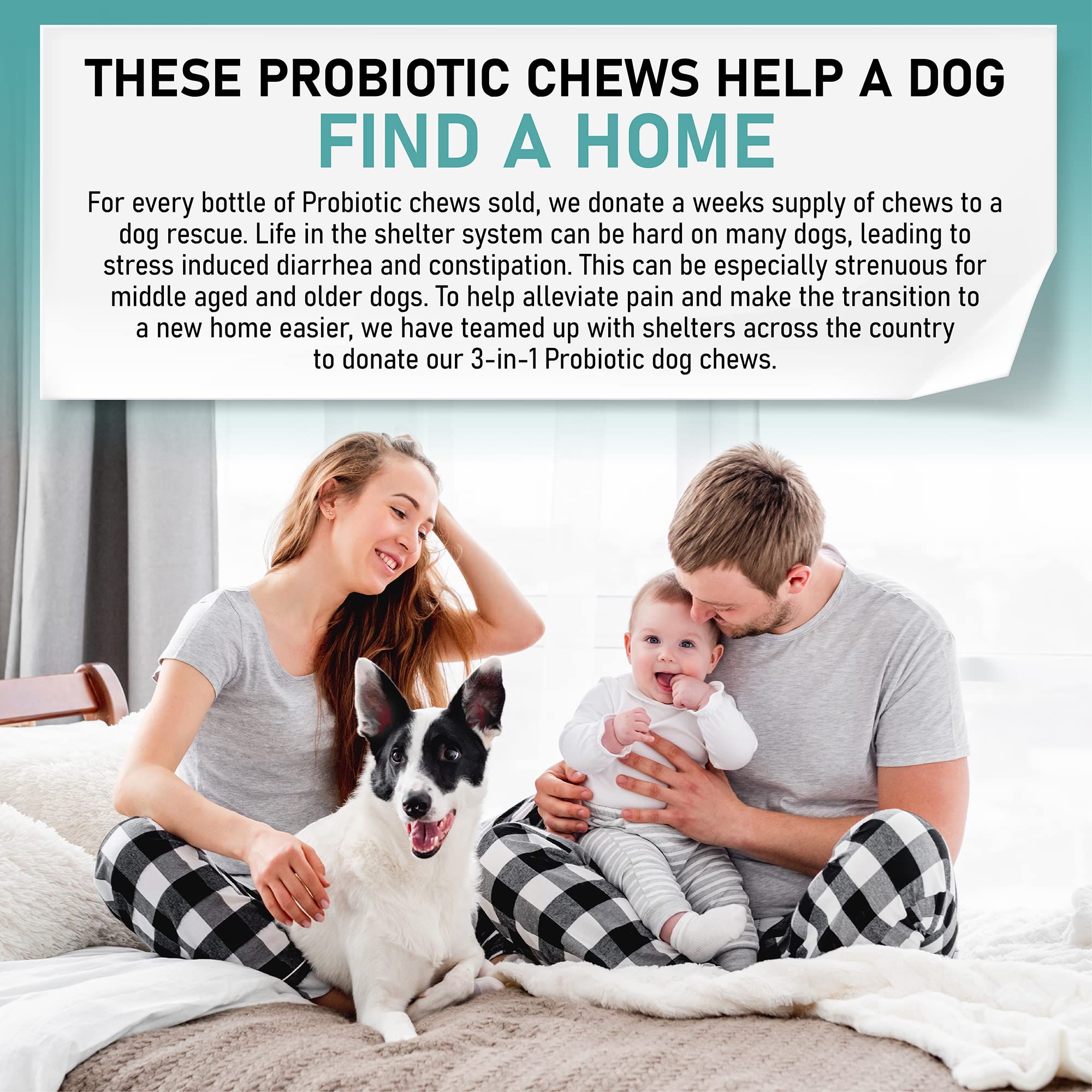 Gracie To The Rescue shelter-donation concept signals social impact for dogs in need.