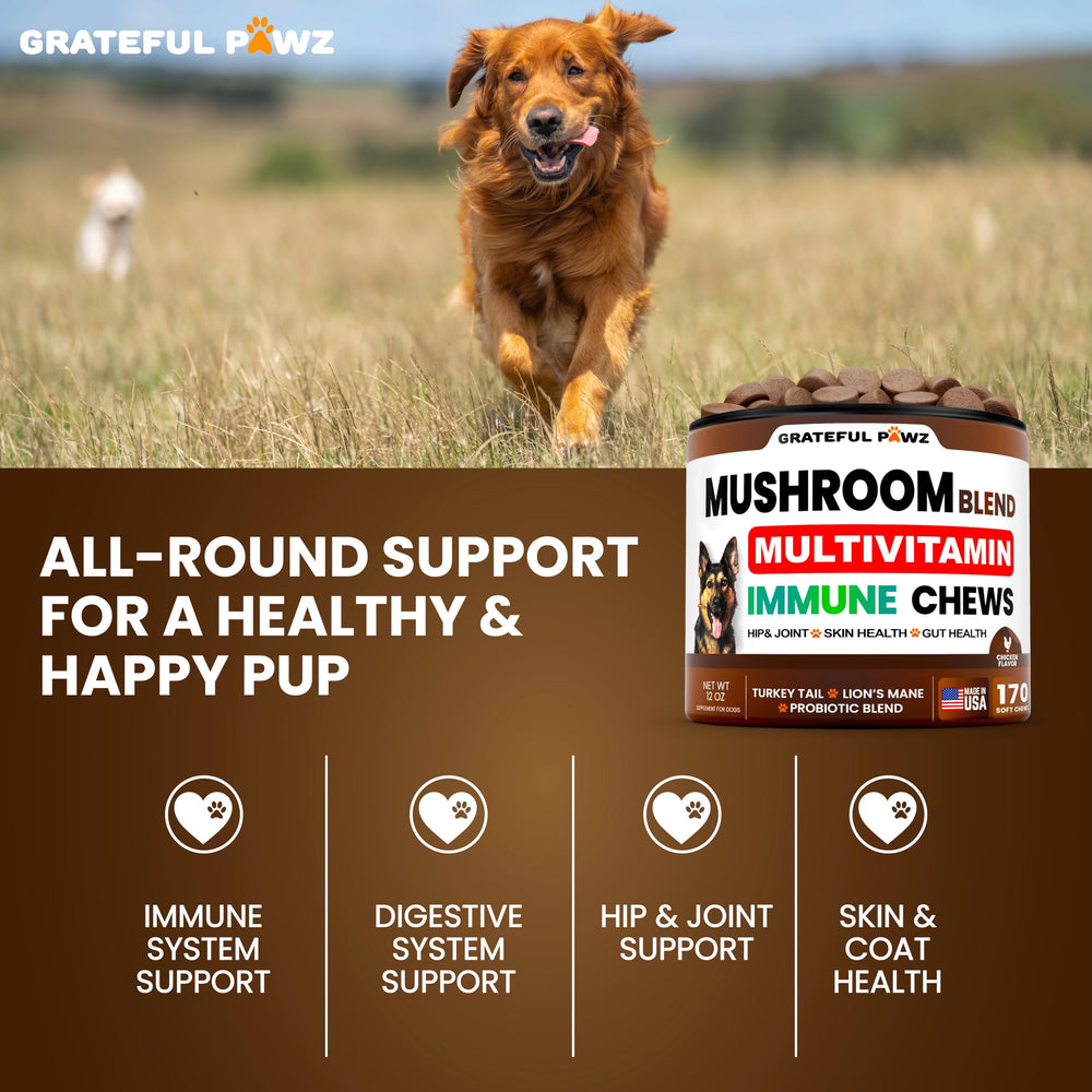 Grateful Pawz Glucosamine dog joint-support chews closeup for mobility