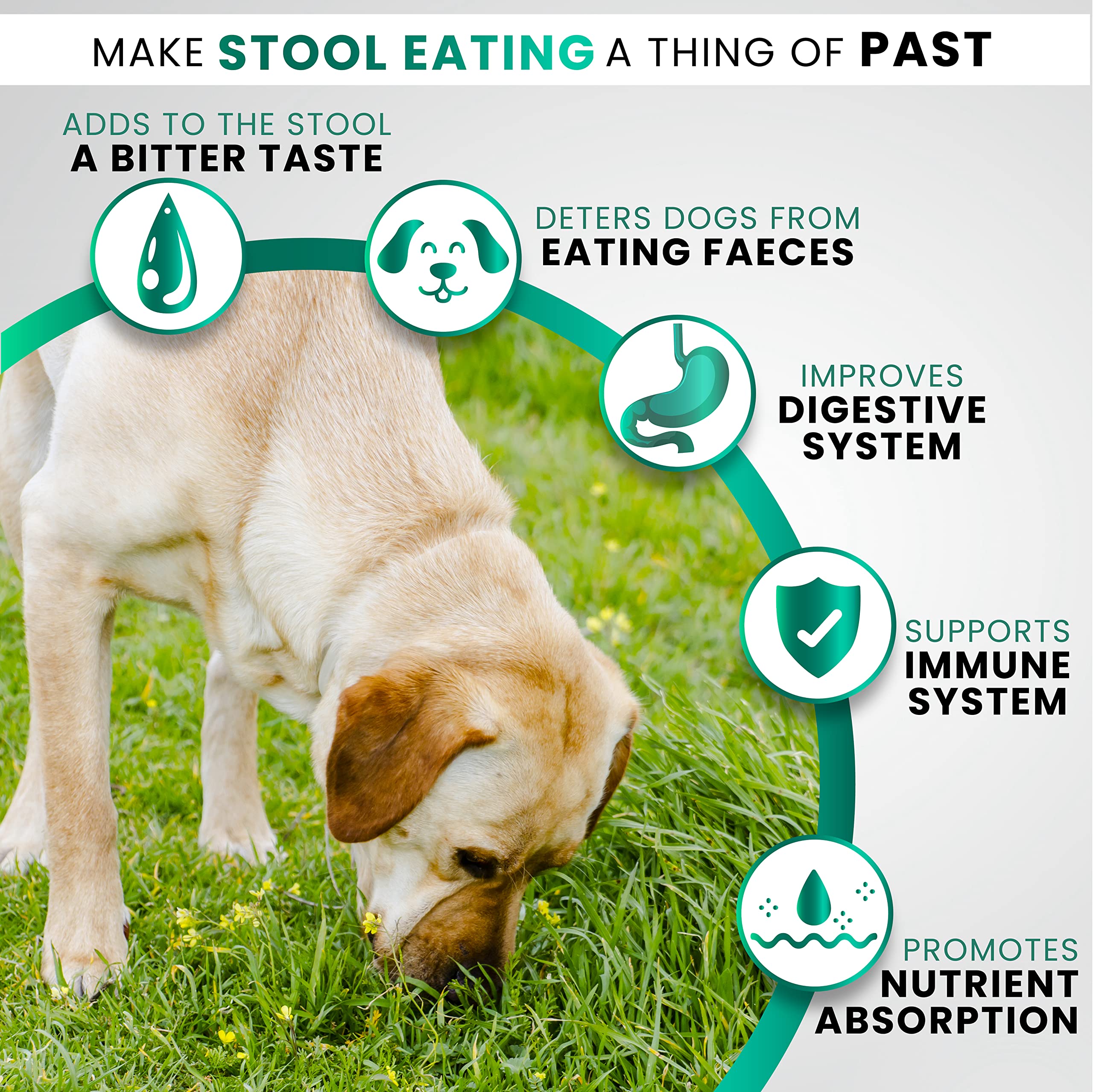 Grateful Pawz No Poo Chews dog chew on hand — easy daily supplement for gut health.