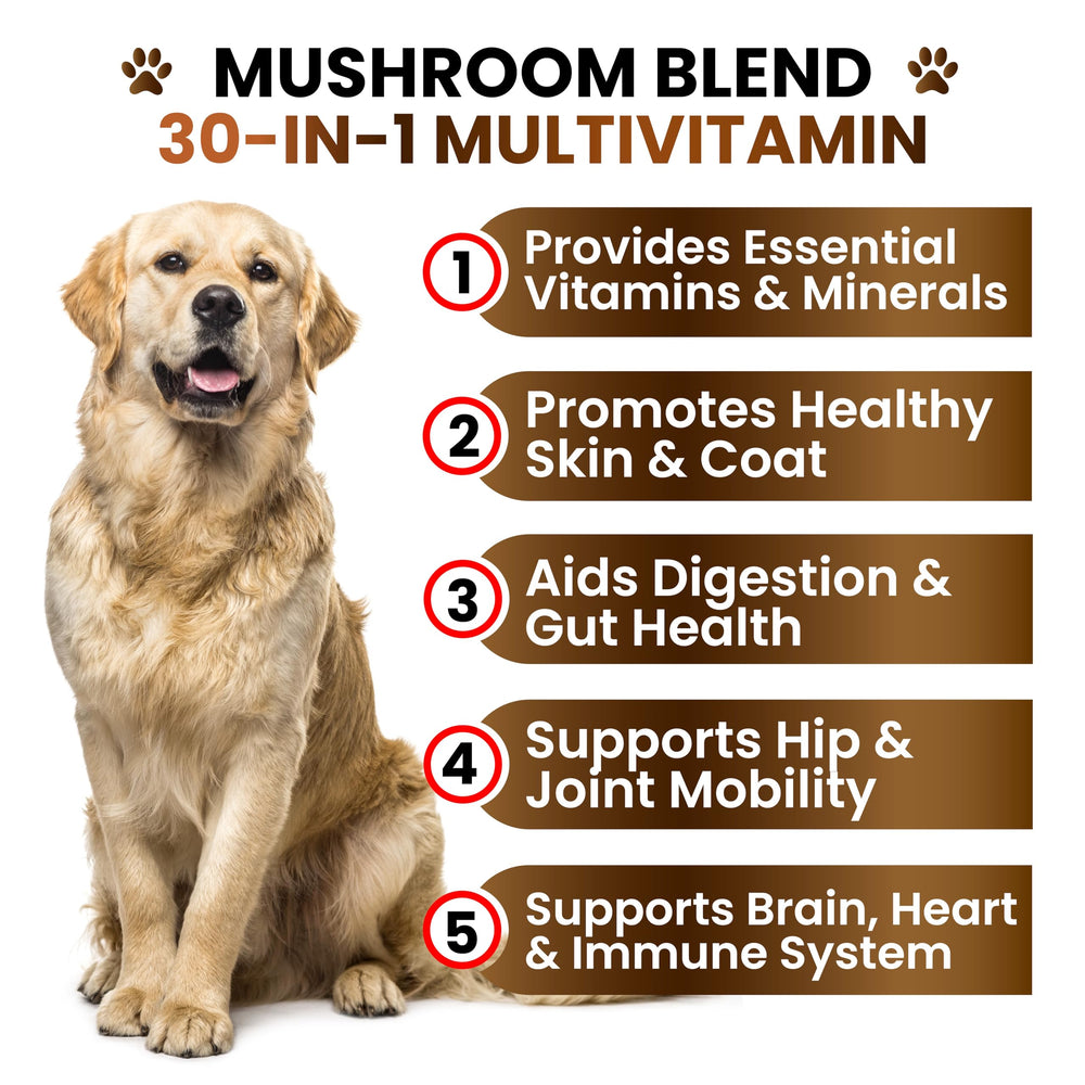 Grateful Pawz Omega-3 salmon oil dog chews closeup for healthy skin and coat