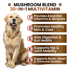 Grateful Pawz Omega-3 salmon oil dog chews closeup for healthy skin and coat