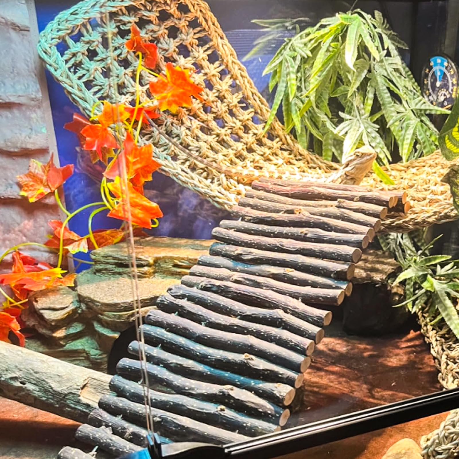 Grddaef bearded dragon hammock creates a cozy rest near warm zones.