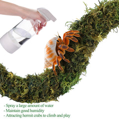 Grddaef wooden bridge in tank supports climbing and exercise for hermit crabs.