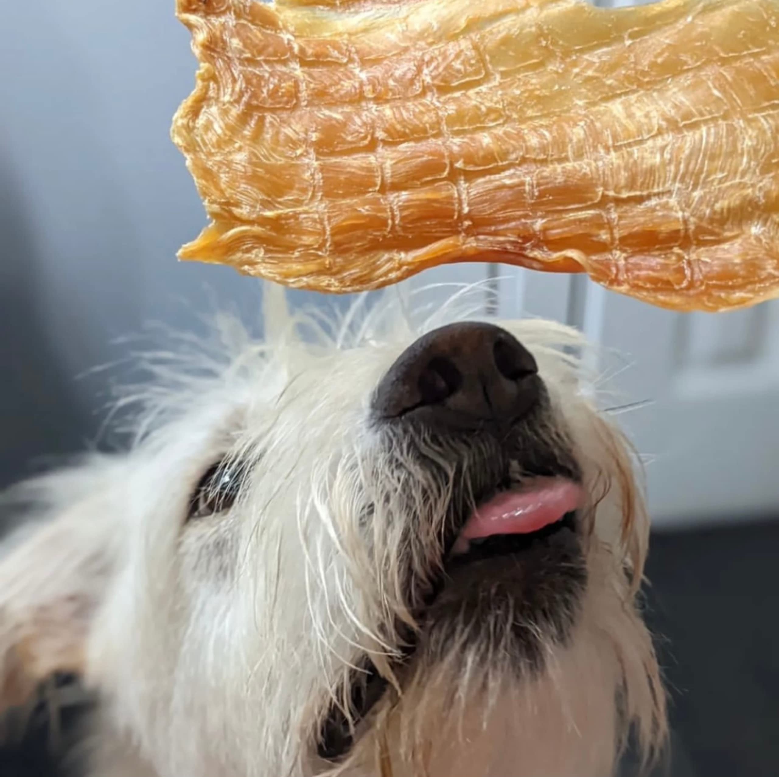 Green Butterfly Brands training snacks – crisp, breakable jerky for dogs of all sizes.