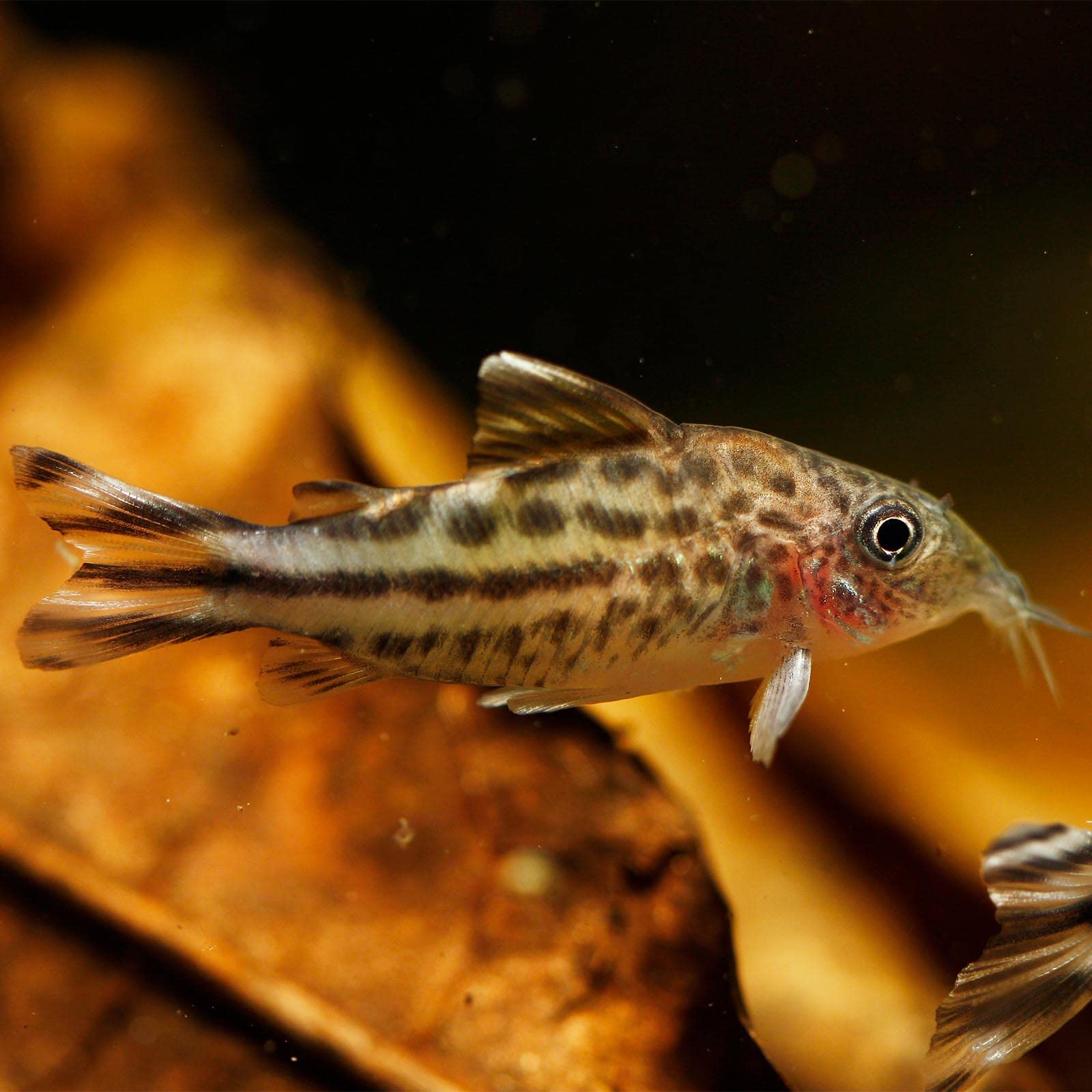 Green Water Farm aquarium scene emphasizes potential immune support for fish.