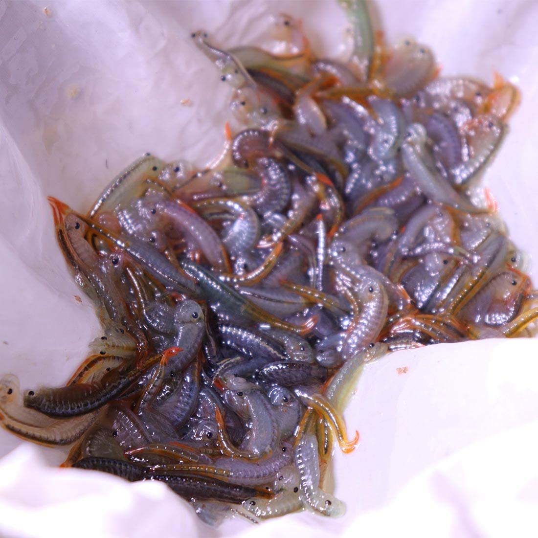 GREEN WATER FARM Aquarium scene using live crustaceans as feed.