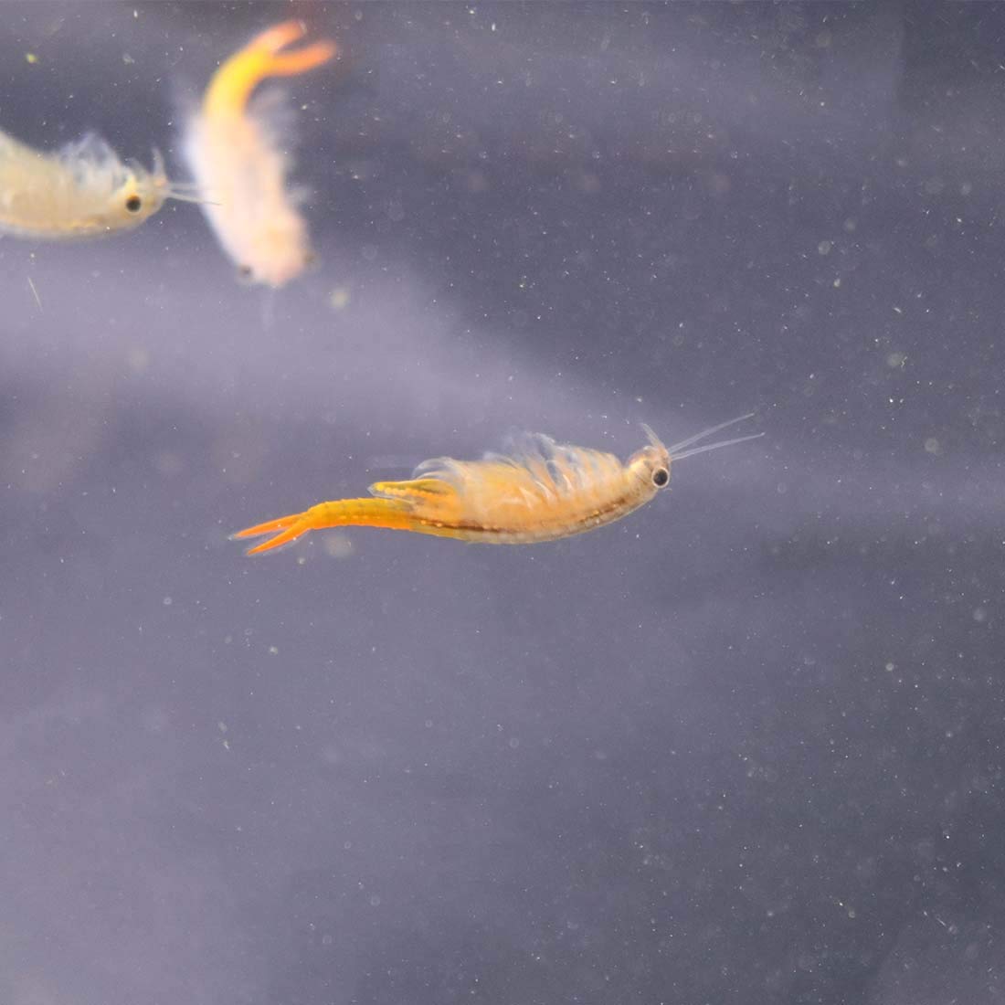 GREEN WATER FARM Betta fish fed with live Fairy Shrimp eggs in a tank.
