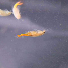 GREEN WATER FARM Betta fish fed with live Fairy Shrimp eggs in a tank.
