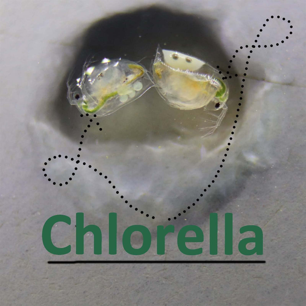 GREEN WATER FARM chlorella powder fed to crustaceans in an aquarium