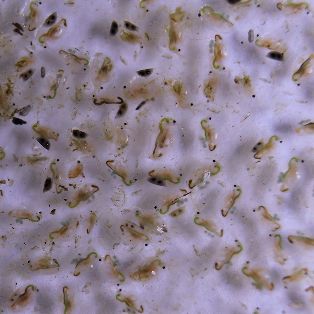 GREEN WATER FARM chlorella powder supports healthy Moina and Daphnia cultures