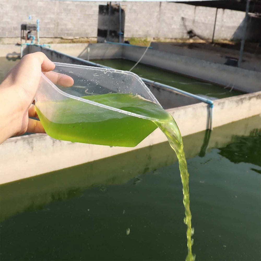 GREEN WATER FARM chlorella powder storage guidance keeps moisture away