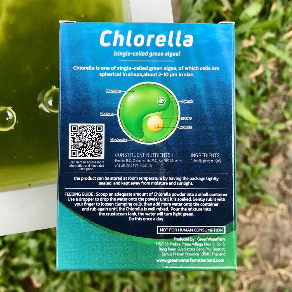 GREEN WATER FARM chlorella powder texture close-up showing fine high-concentration feed