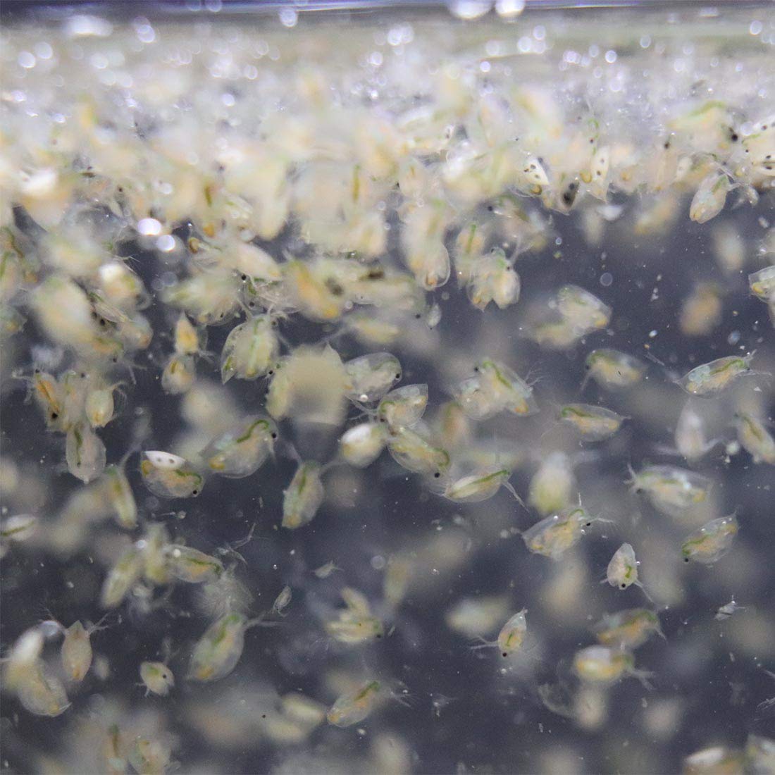 Green Water Farm daphnia eggs hatchery scene illustrating culture setup