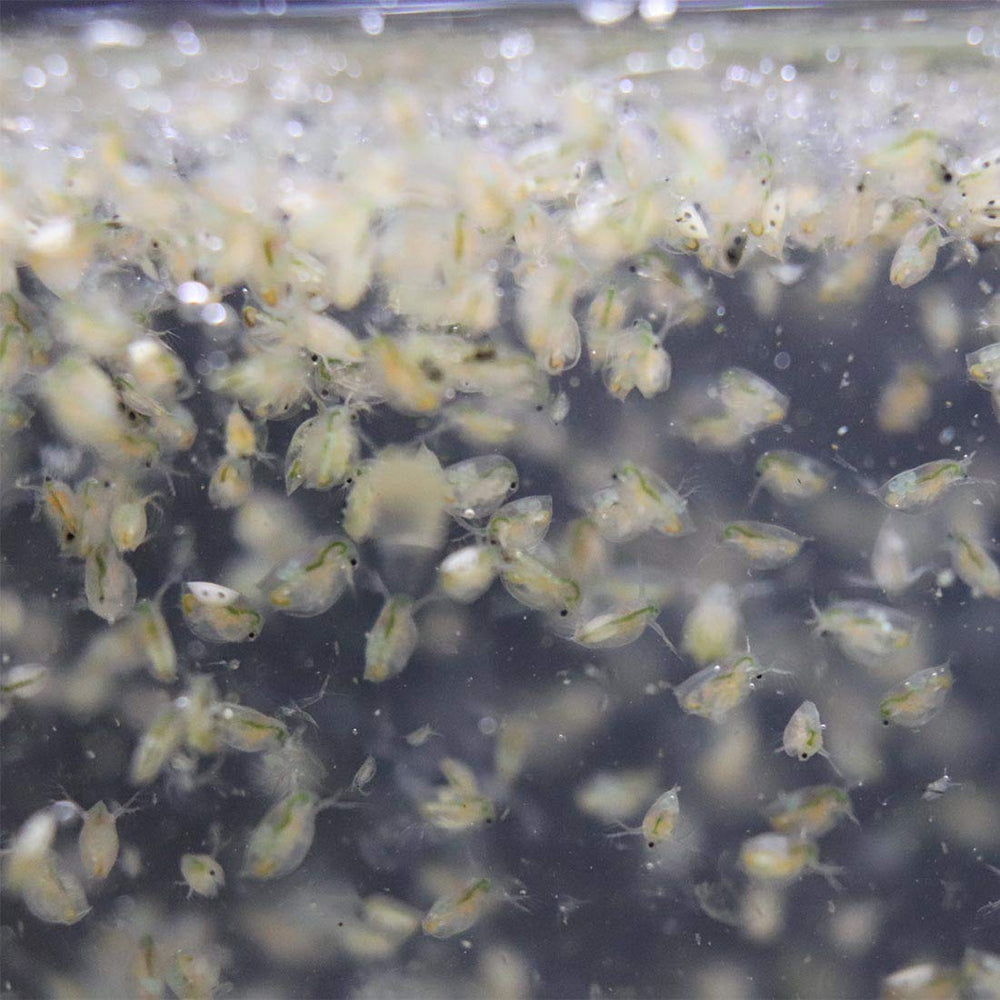 Green Water Farm daphnia eggs hatchery scene illustrating culture setup