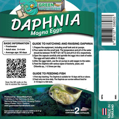 Green Water Farm Daphnia magna eggs under microscope for hatchling culture