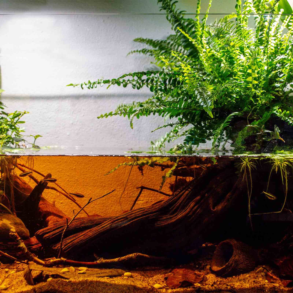 Green Water Farm Indian almond leaf powder in tank hints at balanced water conditions.