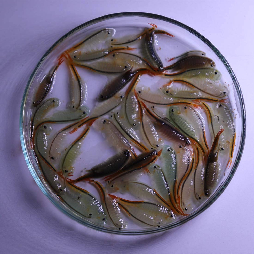 GREEN WATER FARM Live crustacean in container ready for feeding prep.
