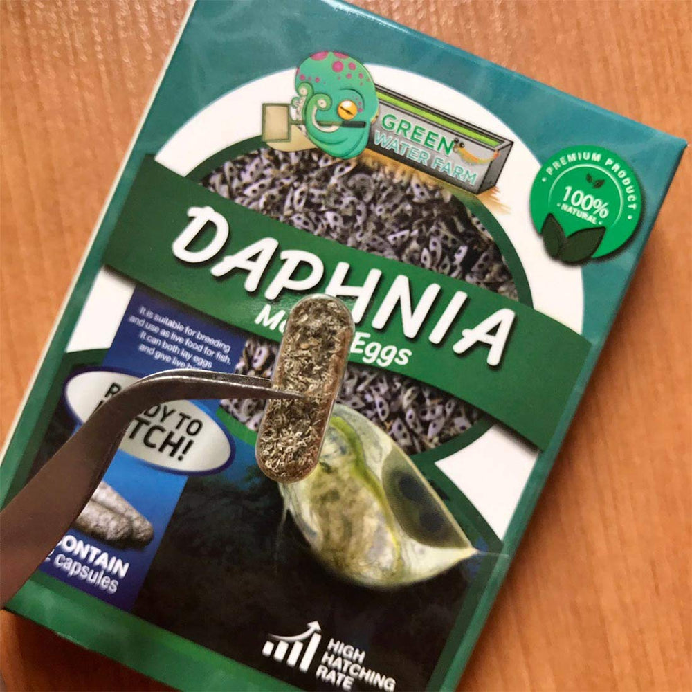 Green Water Farm live Daphnia in an aquarium being fed to a betta
