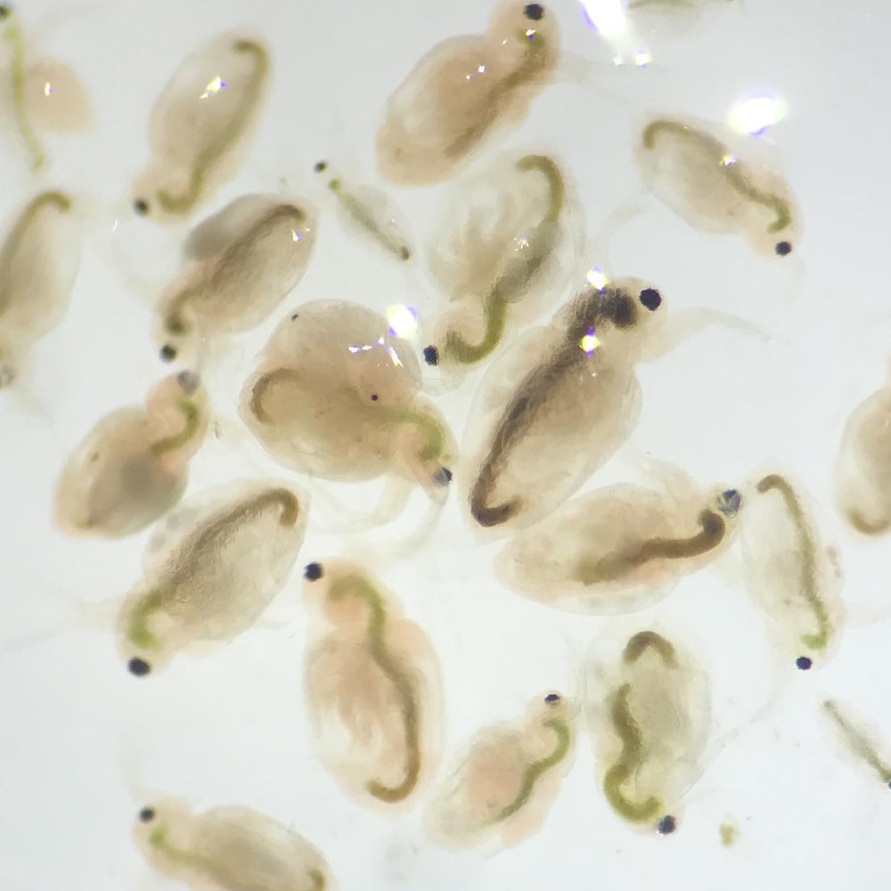 Green Water Farm Moina macrocopa culture for crustaceans and other aquatic pets.