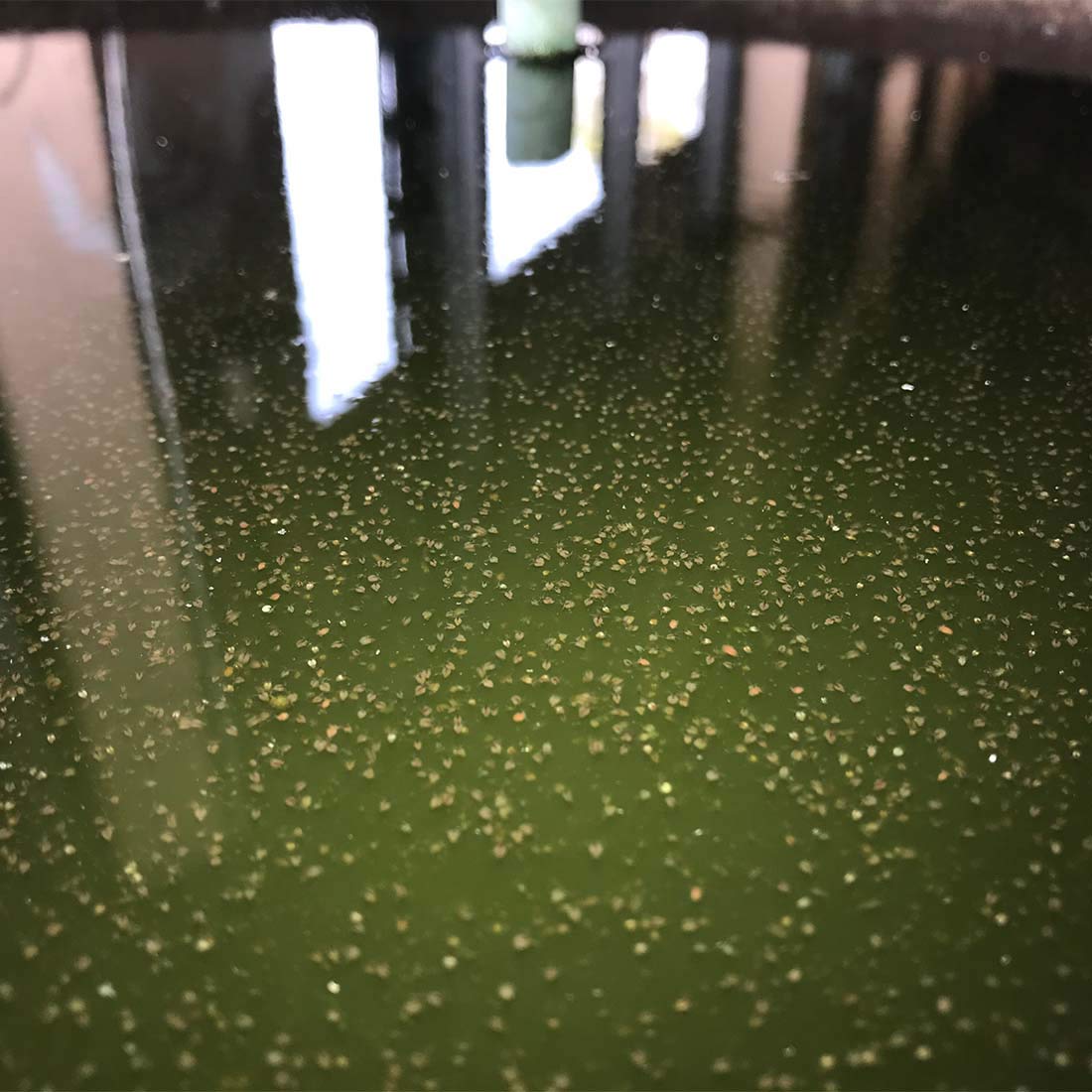Green Water Farm Moina macrocopa culture setup suitable for beginners and hobbyists.