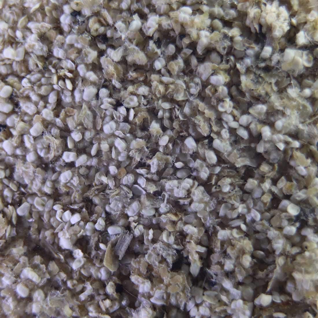 Green Water Farm Moina macrocopa nutrition-focused feed supports early growth.