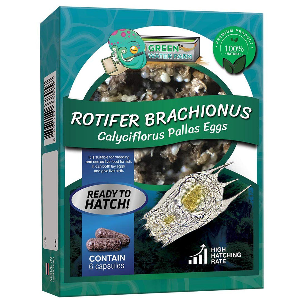 GREEN WATER FARM rotifers eggs in container for natural hatching fry feeding