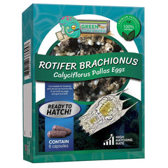 GREEN WATER FARM rotifers eggs in container for natural hatching fry feeding