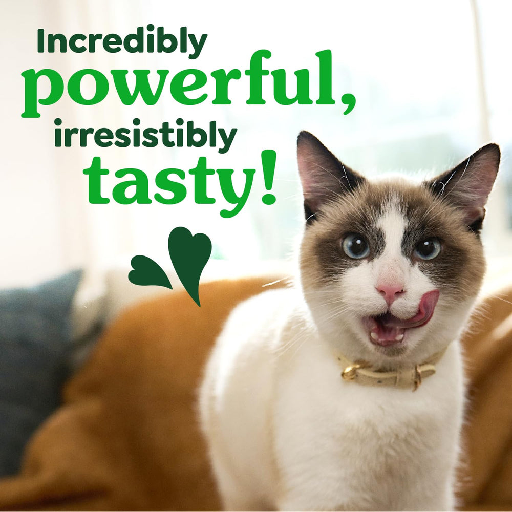 Greenies catnip flavor dental treats in a bowl signaling rewarding training moments