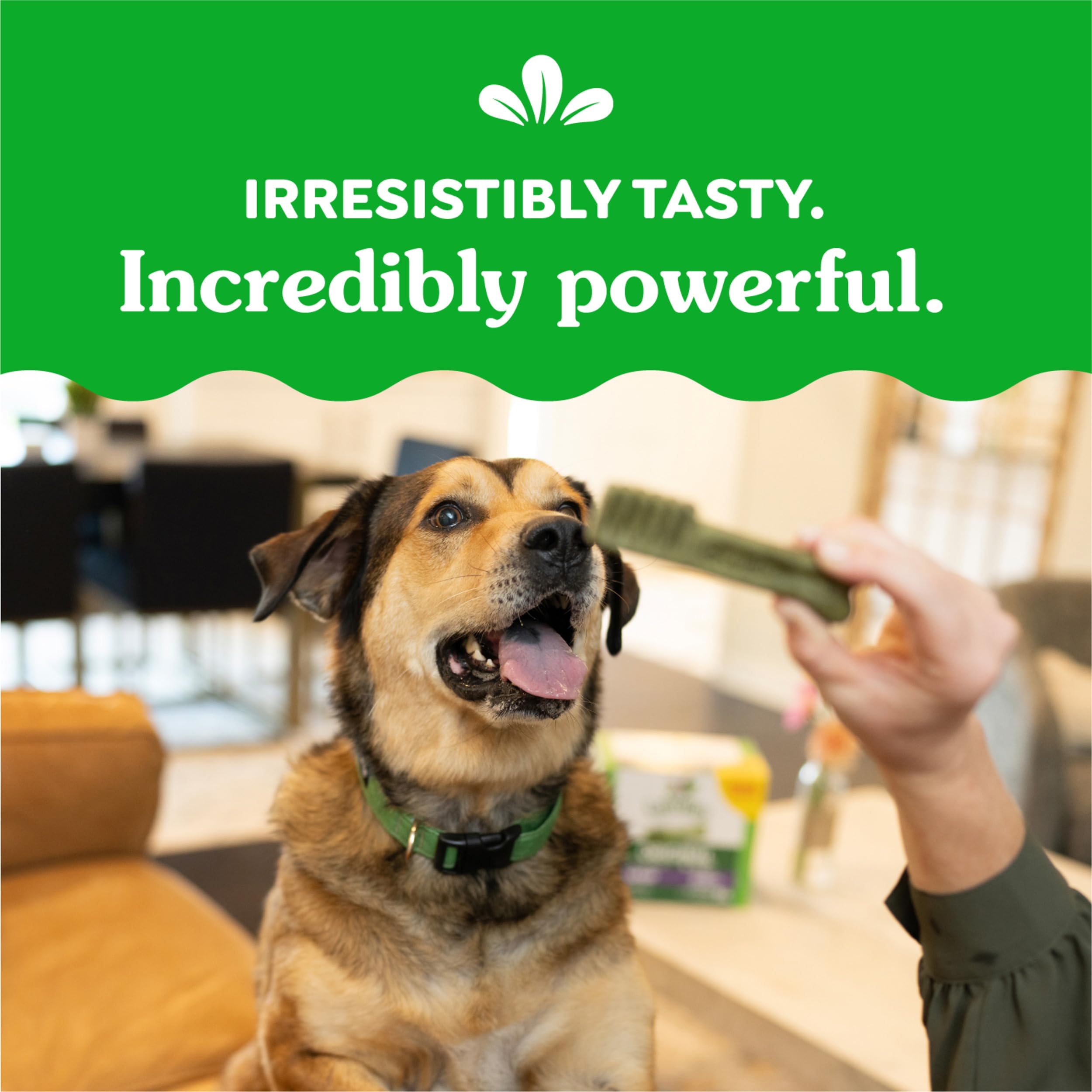 Greenies Original Large Dental Treats VOHC-accepted packaging indicates vet-backed dental support