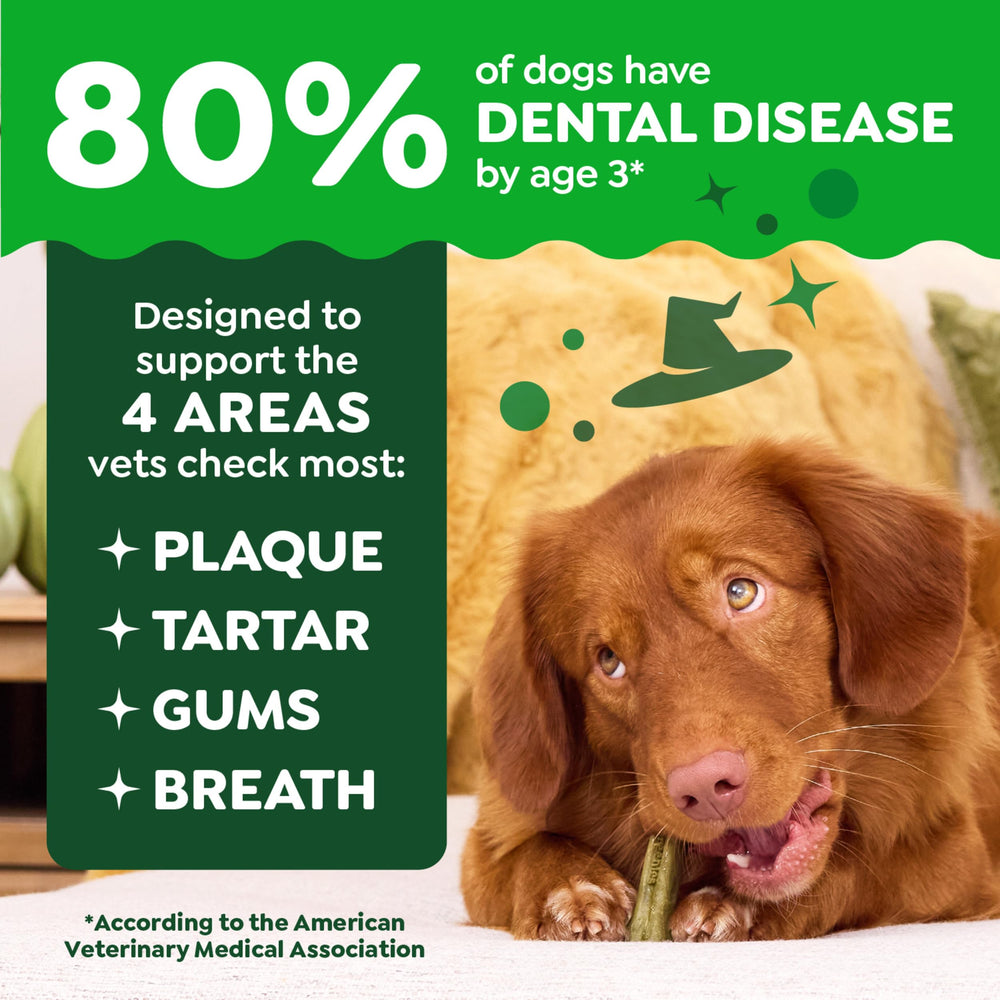 Greenies pumpkin-spice flavor dog treats in action promoting fresh breath.