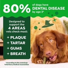 Greenies pumpkin-spice flavor dog treats in action promoting fresh breath.