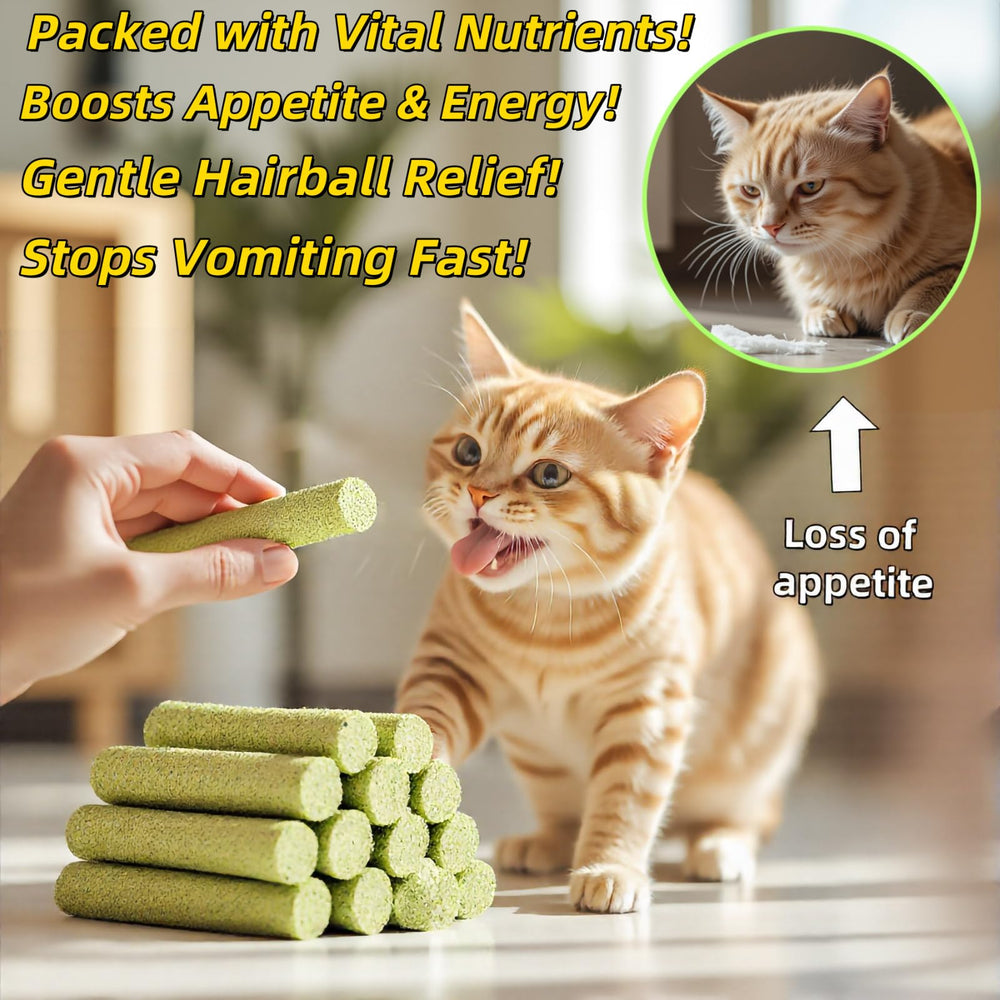 GREMBEB indoor-cat serving idea photo suggests a reward snack during training.